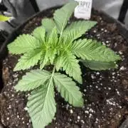 Trop Cherry Gas  - Relentlless