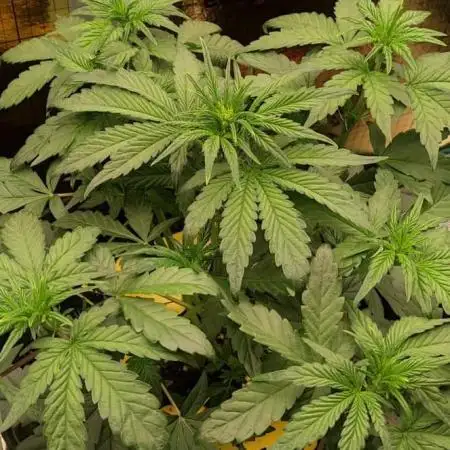 Strawberry Cheesecake Auto - HSC