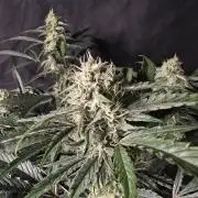 Pure Michigan Auto
