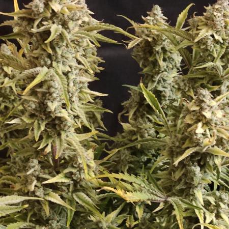 Atlas Seeds - GMO 8 (Autoflower)