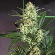Next of KIN - Super Strains