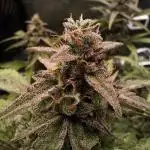 Auto Divine Rapier - Contest