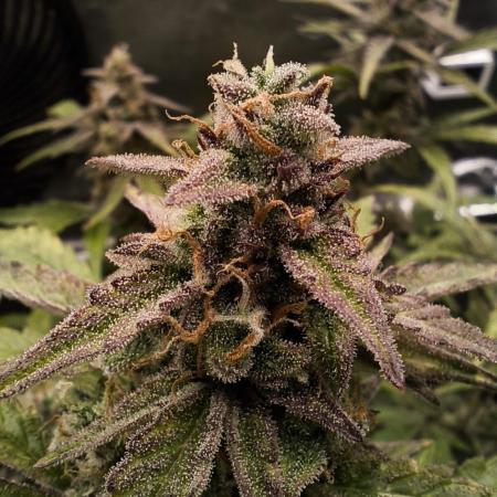 Auto Divine Rapier - Contest