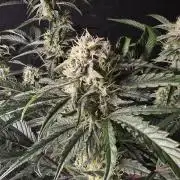Pure Michigan Auto