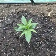 Killer Haze Auto - Outdoor