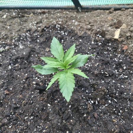 Killer Haze Auto - Outdoor