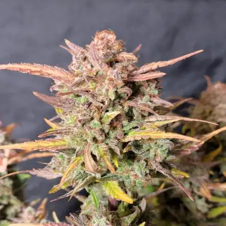Auto Banana Blaze Dutch Passion
