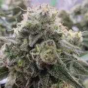 Double Stuffed Sorbet