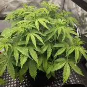 Pandora Auto - Paradise Seeds