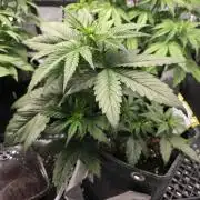 Slamberry - Speedrun Seeds