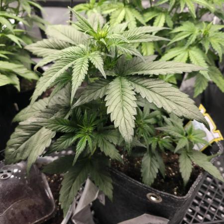 Slamberry - Speedrun Seeds