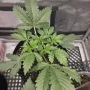 Pure Michigan Auto