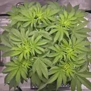 Orange Creampop - HSC