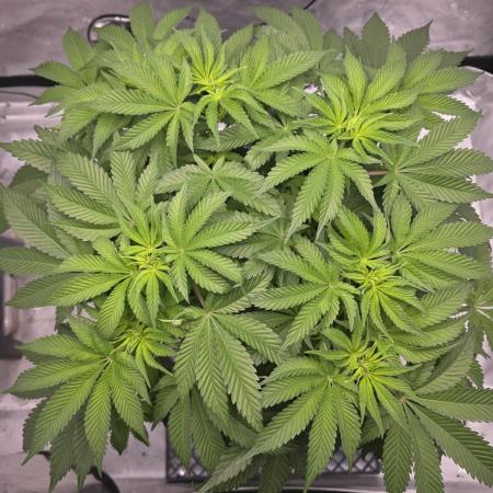 Orange Creampop - HSC