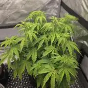 Pandora Auto - Paradise Seeds