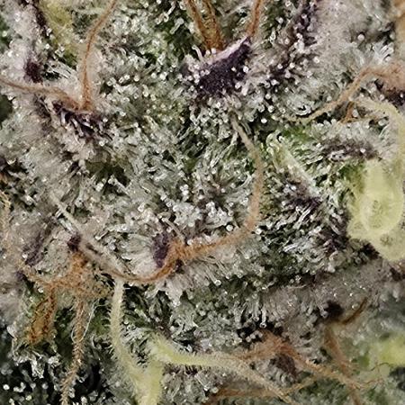 Double Stuffed Sorbet