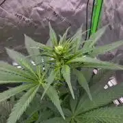 Next of KIN - Super Strains