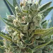 Killer Haze Auto - Outdoor