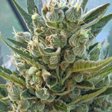 Killer Haze Auto - Outdoor
