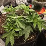 Trop Cherry Gas  - Relentlless