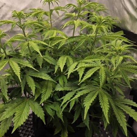 Pandora Auto - Paradise Seeds