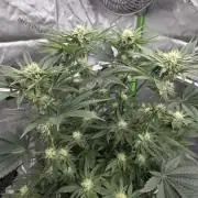 Wizard Trees - Studio Cherry