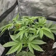 Trop Cherry Gas  - Relentlless