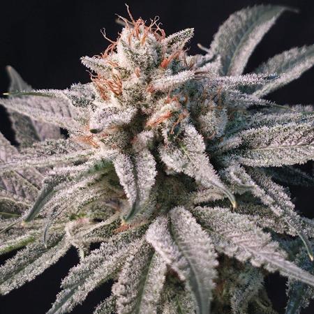 Orange Creampop - HSC