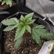 Slamberry - Speedrun Seeds