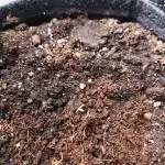 Pandora Auto - Paradise Seeds