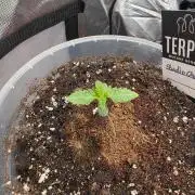 Wizard Trees - Studio Cherry