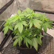 Ken´s Original Grand Daddy Purp (fem.)