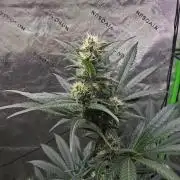 Next of KIN - Super Strains