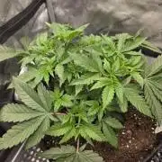 Trop Cherry Gas  - Relentlless