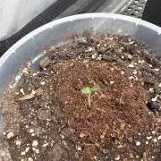 Wizard Trees - Studio Cherry