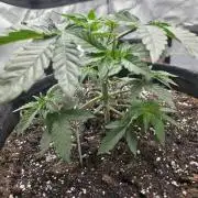 Wizard Trees - Studio Cherry