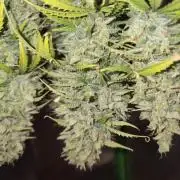Pandora Auto - Paradise Seeds