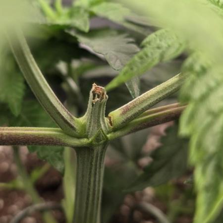 Wizard Trees - Studio Cherry