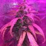 GanjaFarmer.com ChemGOD AUTO