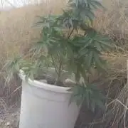 Exterior SHISKABERRY TARDIA (AGOSTO) 