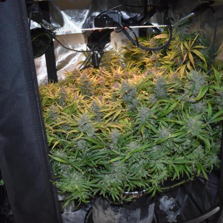 Samsquanch OG F2 / Hoku Seed Co.