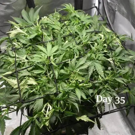 Samsquanch OG F2 / Hoku Seed Co.