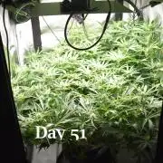 Samsquanch OG F2 / Hoku Seed Co.