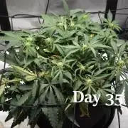 Mango Runtz / Mephisto