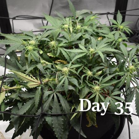 Mango Runtz / Mephisto