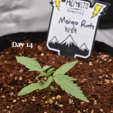 Mango Runtz / Mephisto