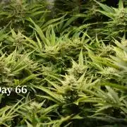 Samsquanch OG F2 / Hoku Seed Co.