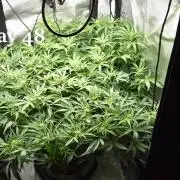 Samsquanch OG F2 / Hoku Seed Co.