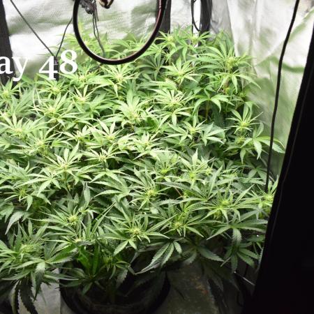 Samsquanch OG F2 / Hoku Seed Co.