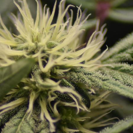 Mango Runtz / Mephisto